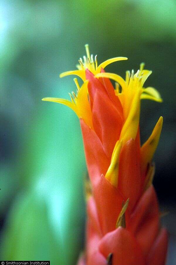 Guzmania berteroniana (Schult. & Schult. fil.) Mez的圖片