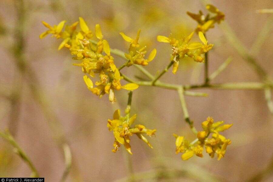 Image of threadleaf snakeweed