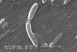 Image of Vibrio