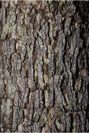 Image of Holywood Lignum Vitae