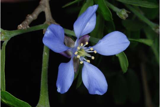 Image of Holywood Lignum Vitae