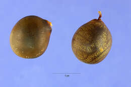 Plancia ëd Gymnocladus dioica (L.) K. Koch