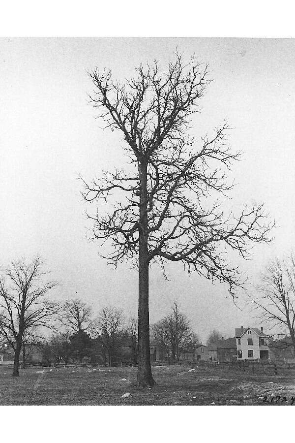 Plancia ëd Gymnocladus dioica (L.) K. Koch