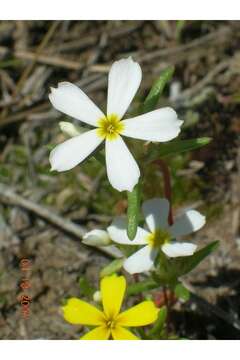 Image of nakedstem gymnosteris