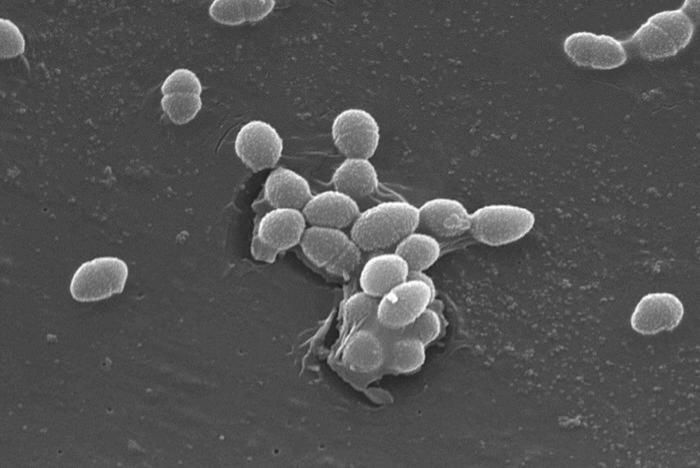 Image of Enterococcus