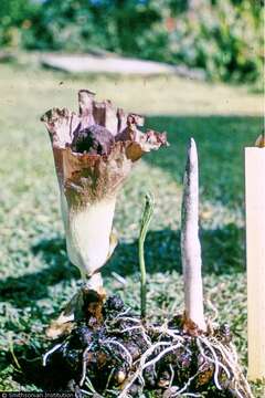 Amorphophallus paeoniifolius (Dennst.) Nicolson resmi