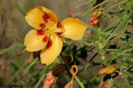 Imagem de Cochlospermum palmatifidum (Moc. & Sessé ex DC.) Byng & Christenh.