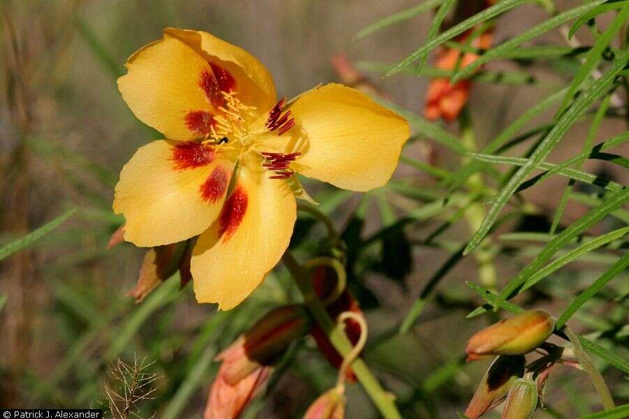 Image of Mexican yellowshow