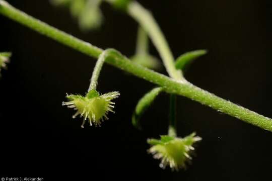 Image of manyflower stickseed