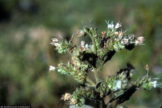 Image of manyflower stickseed