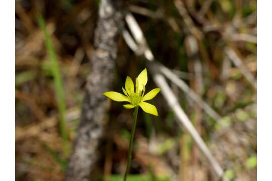 Image of Harper's-Beauty