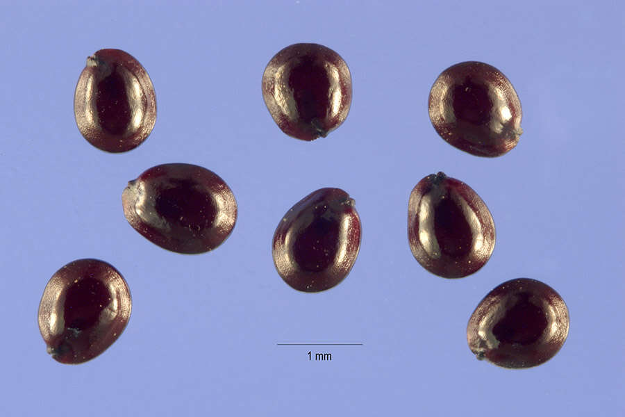Image of Powell's amaranth