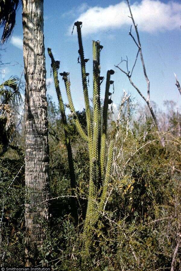 Image of Simpson's Apple Cactus