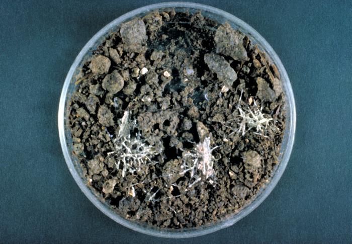 Image of Ajellomycetaceae