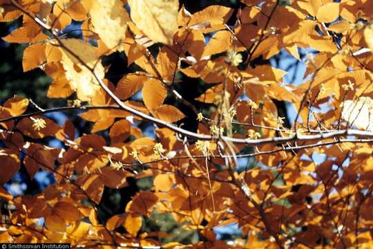 Image of American witchhazel