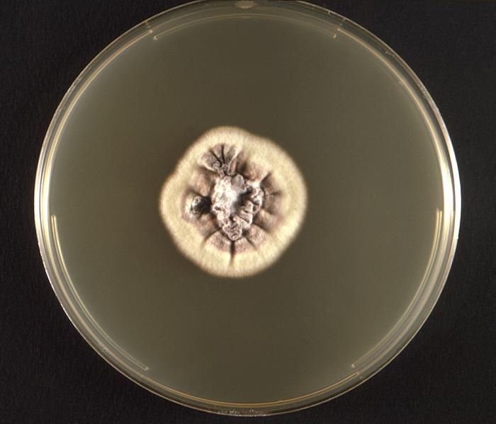 Trichophyton rubrum (Castell.) Sabour. 1911 resmi