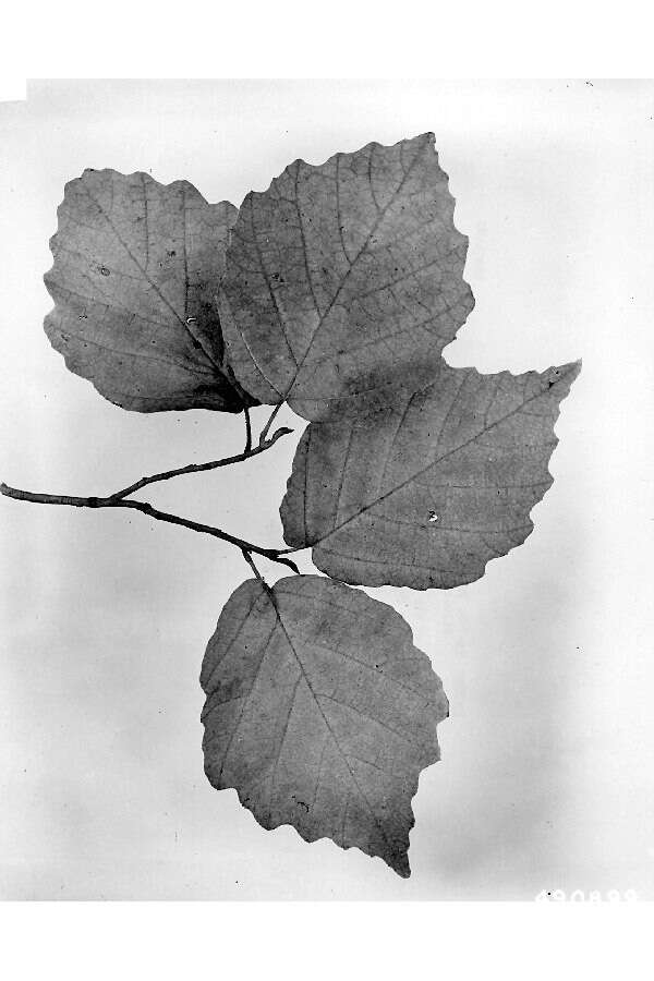 Image of American witchhazel