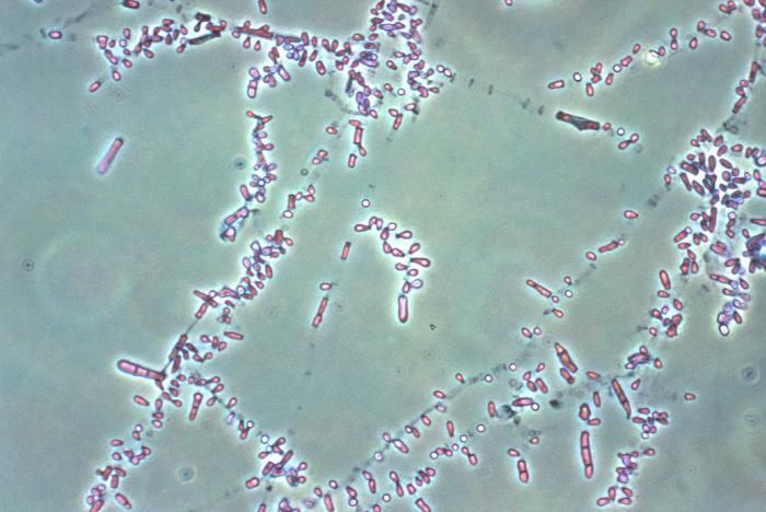 Trichophyton rubrum (Castell.) Sabour. 1911 resmi