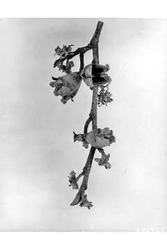 Image of American witchhazel