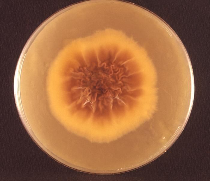 Image of Trichophyton rubrum (Castell.) Sabour. 1911
