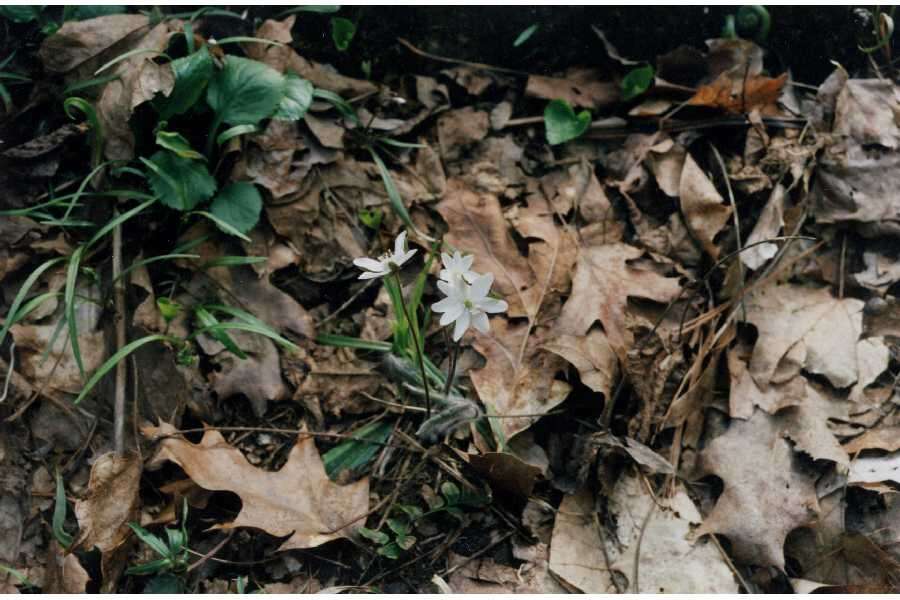 Слика од Hepatica nobilis var. acuta (Pursh) Steyermark