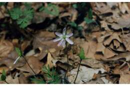 Слика од Hepatica nobilis var. acuta (Pursh) Steyermark