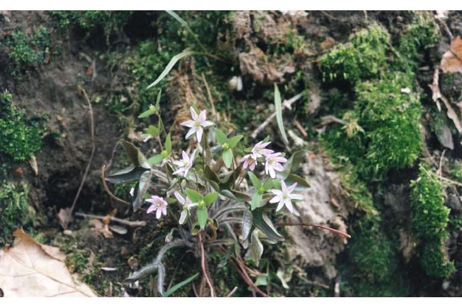 Слика од Hepatica nobilis var. acuta (Pursh) Steyermark