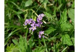 Image of clasping heliotrope