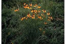 Helenium amarum var. badium (A. Gray ex S. Wats.) Waterfall resmi