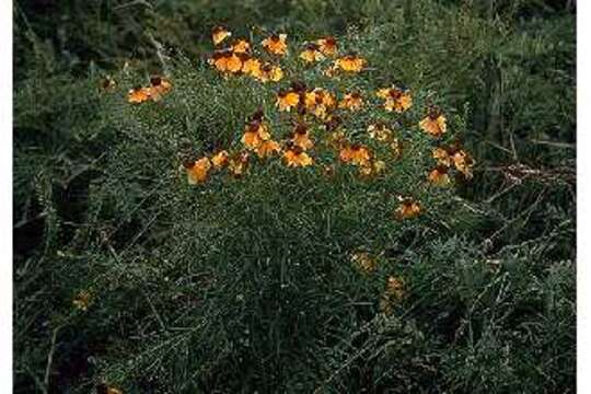 Image of sneezeweed