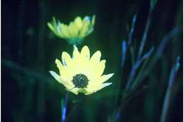 Image of swamp sunflower