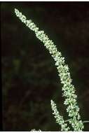 Image of roughfruit amaranth