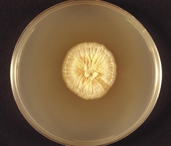 Image of Microsporum ferrugineum M. Ota 1921