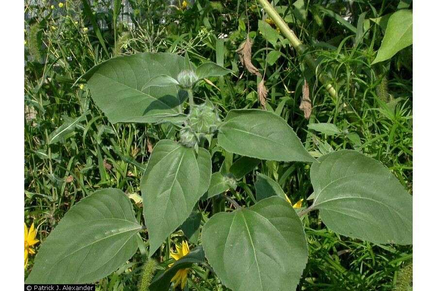 Image of common sunflower