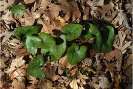 Image de Hexastylis arifolia (Michx.) Small