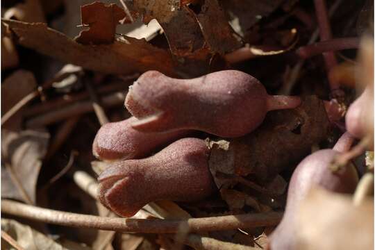 Image de Hexastylis arifolia (Michx.) Small