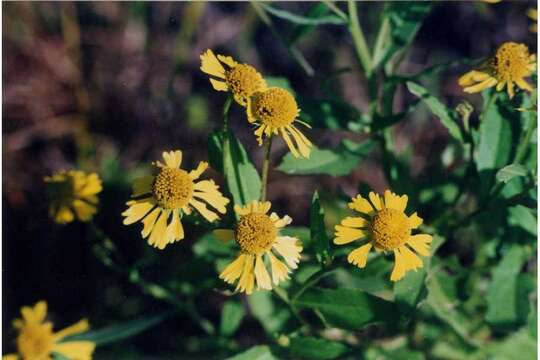 Plancia ëd Helenium autumnale L.