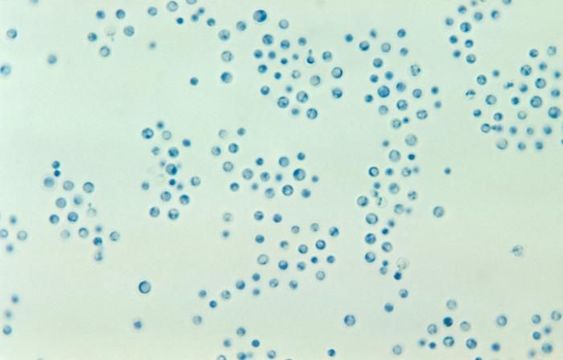 Image of Cryptococcus