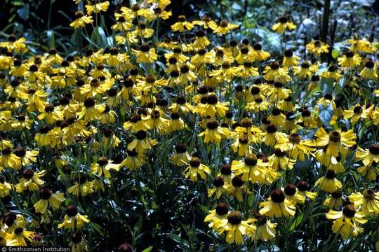 Plancia ëd Helenium autumnale L.