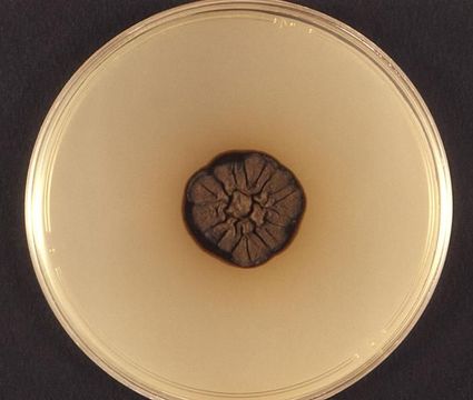 Image of <i>Ochroconis humicola</i>