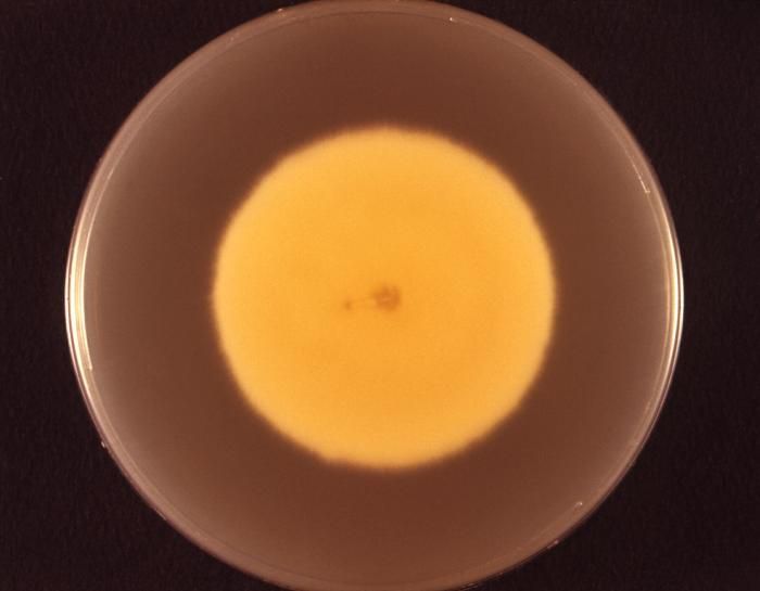 Image de <i>Microsporum persicolor</i> (Sabour.) Guiart & Grigoraki 1928