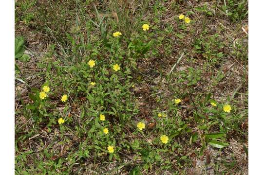 Image of pine barren frostweed