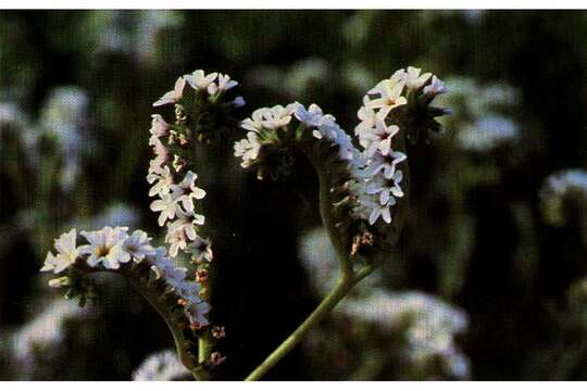 Image of salt heliotrope