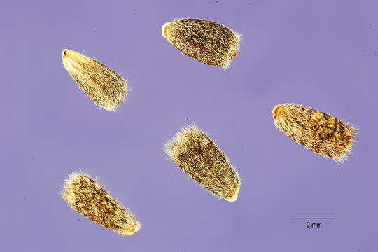 Image of cucumberleaf sunflower