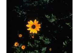 Image of cucumberleaf sunflower