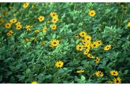 Image of cucumberleaf sunflower