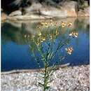 Image of pretty sneezeweed