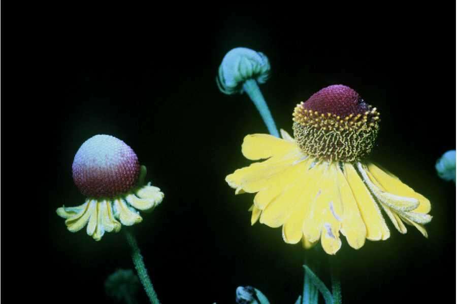 Image of purplehead sneezeweed