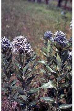 Imagem de Amsonia tabernaemontana Walt.