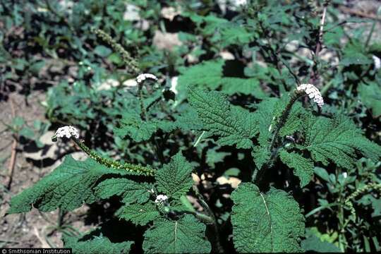 Image of Indian heliotrope